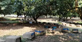 লিচুর মুকুলে মৌমাছির ভিড়; ঠাকুরগাঁওয়ে ব্যস্ত মৌয়ালরা